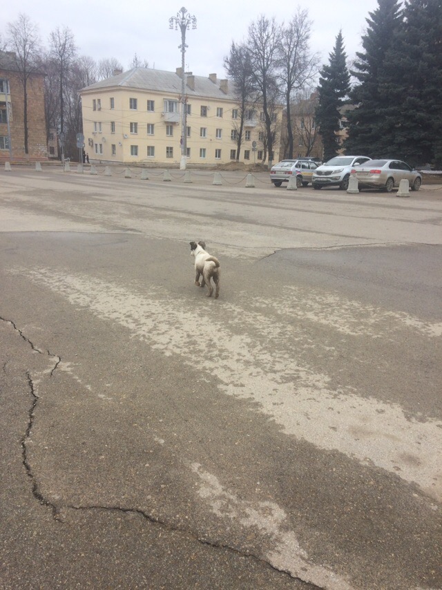 Живность из сети