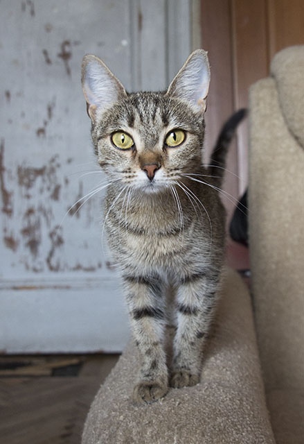 Забавные фото котеек