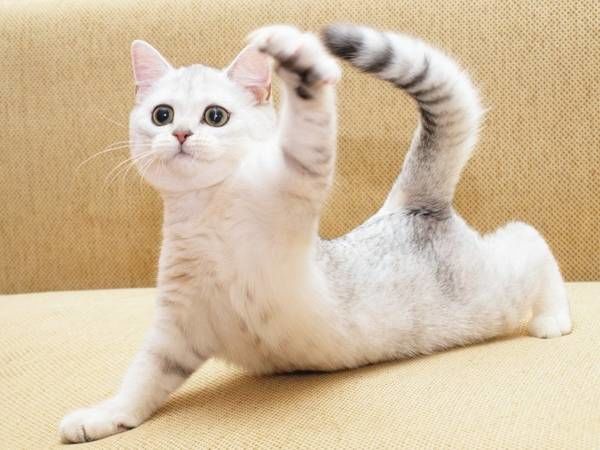 Живность из сети