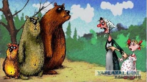 Как медведь готовится к спячке