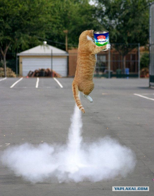 Кот - космонавт