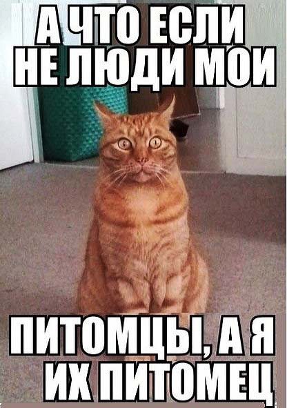 Дурацкие картинки