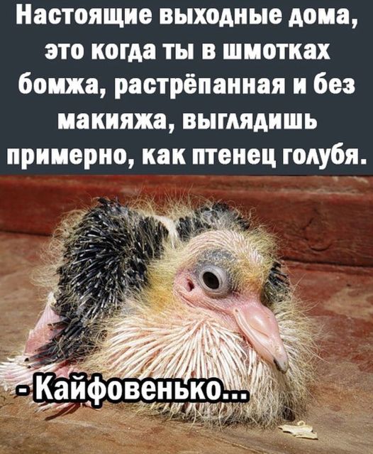 Весёлый полтишок 27.12