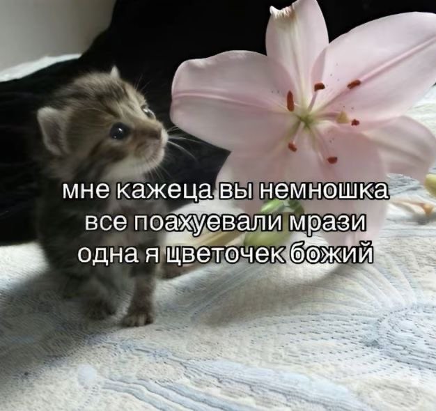 Веселые картинки в пятницу (06.06)