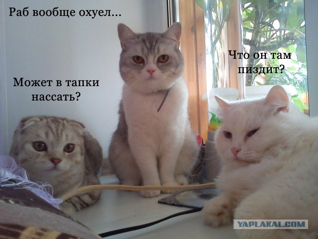 3 голодных уебана