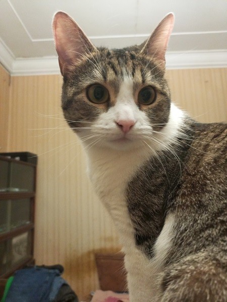 Наши коты