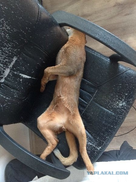 Котовторник 23.07.2013