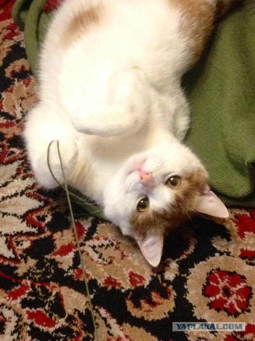 Котовторник 12.11.2013