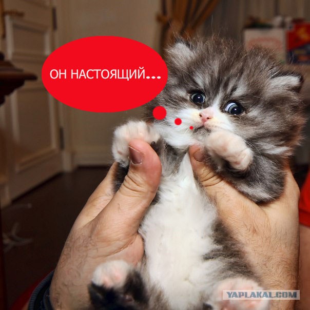 Скажите... оно в самом деле настоящее?!