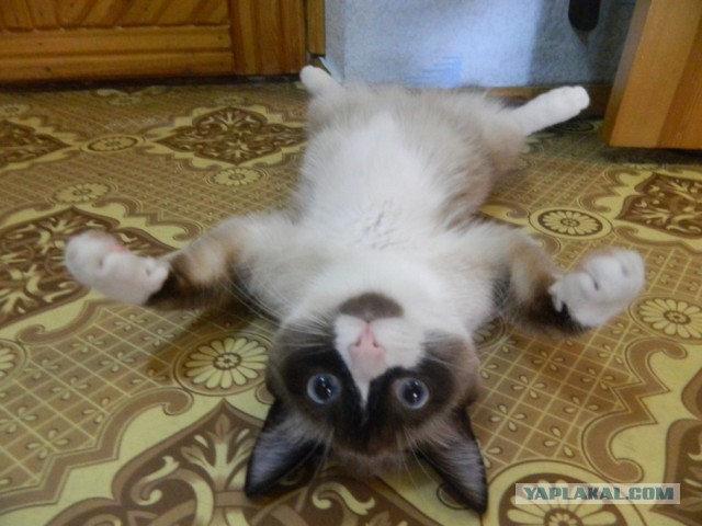 Сегодня, в подъезде моего дома...