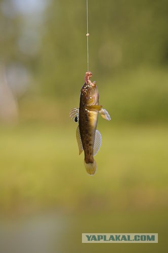 Рыбалка в Персидском заливе