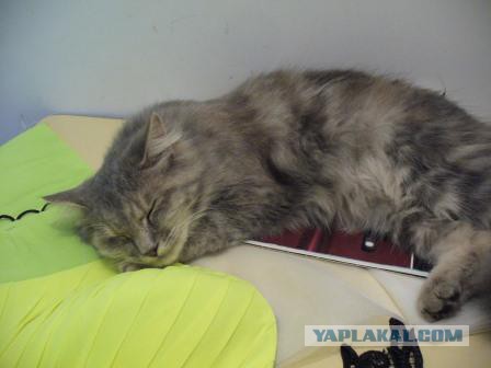 С Котовторником!