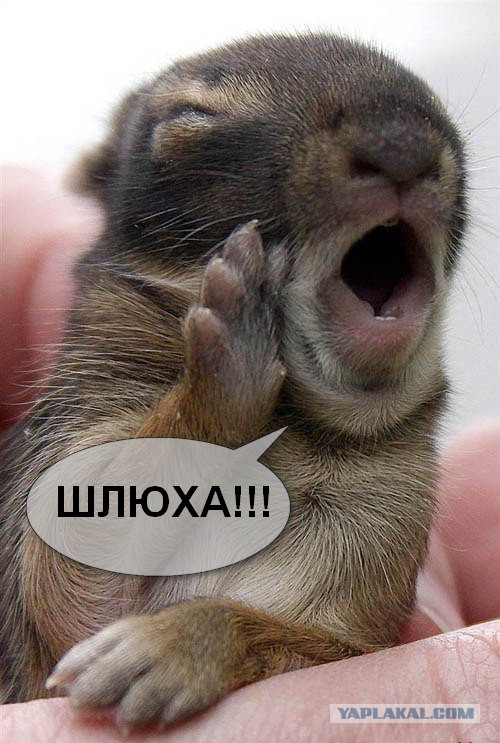 Дам в пoпy за Айфон