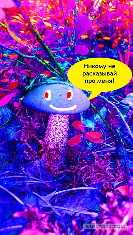 Грибная охота