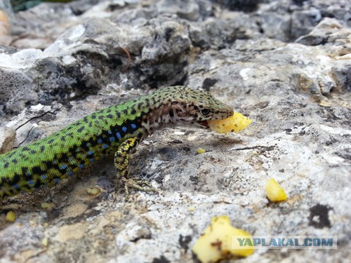 Дорога из Киева и из Москвы в Ялту.