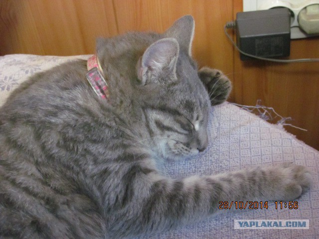 Котовторник 28.10.2014