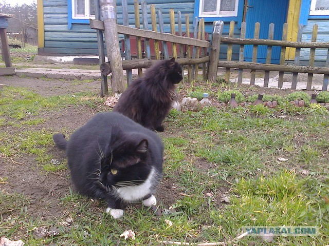 Котовторник 11.11.2014