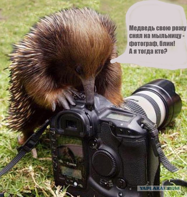 Как получаются такие фотографии