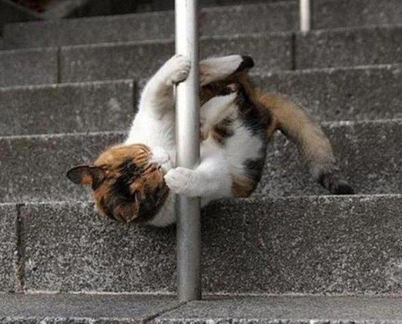 Котэподборка