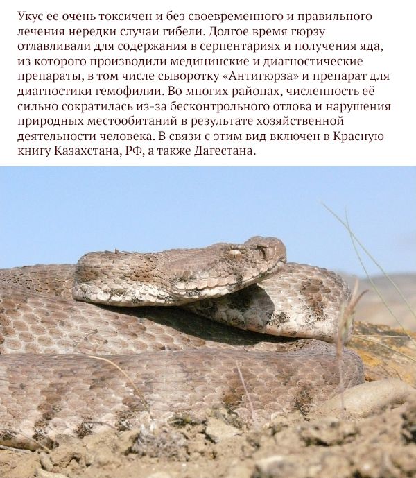 Опасные животные, обитающие на территории России