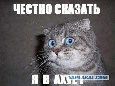 Купил коту вкусняшку в Пятерочке