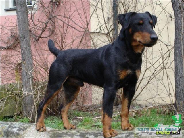 Страшно красивые терьеры