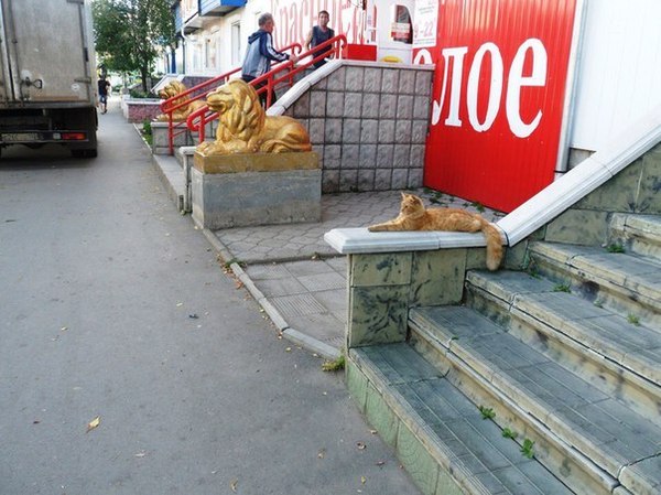 Картинки из сети