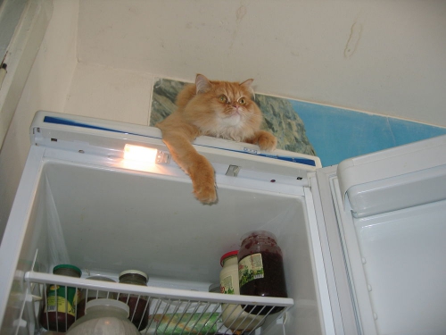 Коты из сети