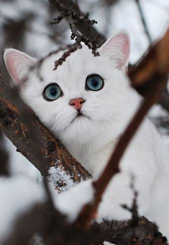 Коты из сети