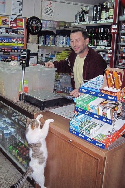 Коты и Кошки