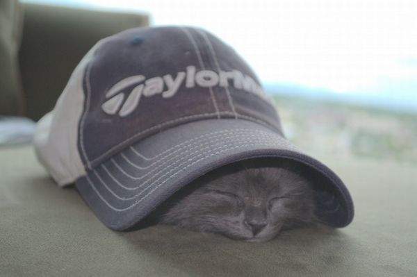 Коты и Кошки