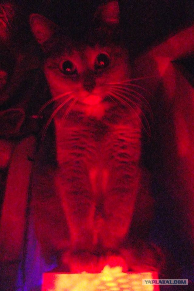 Котовторник 29.08.2017