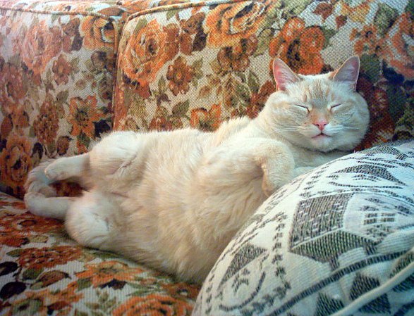 Коты и Кошки