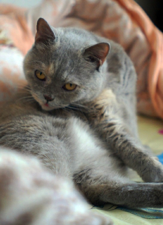 Котовторник 13.03.2018