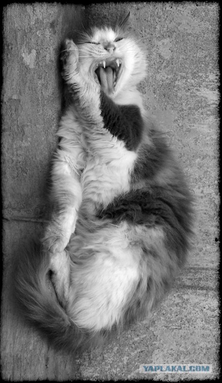 Котовторник на ЯПлакалъ