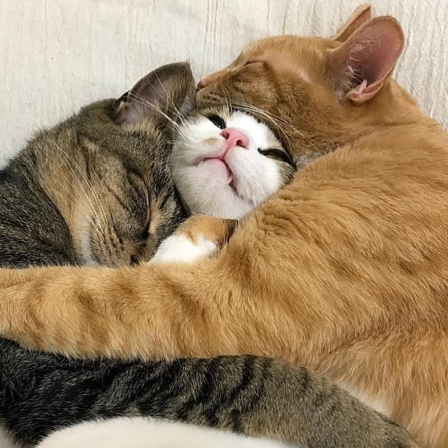 Прикольных котов пост