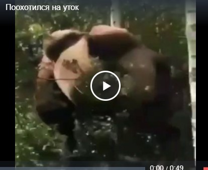 Поохотился на уток