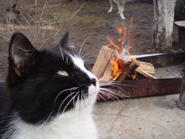 Как же можно про котовторник забыть?!