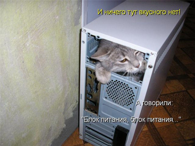 Котовторник 15.02.2011