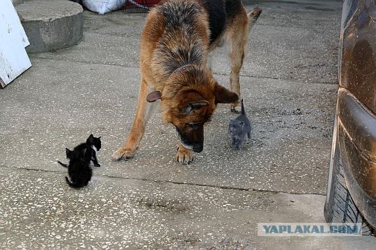 Жизнь собачья и котячья