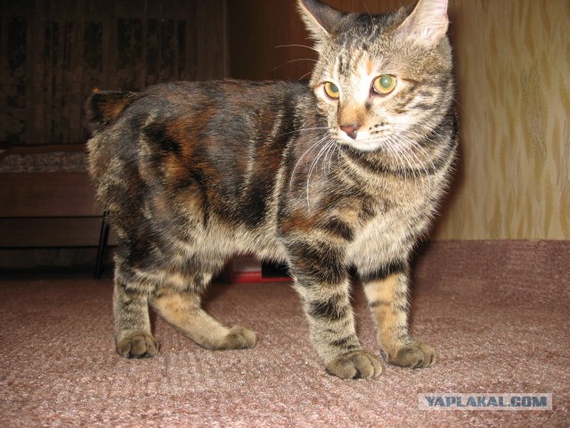 Котовторник, для любителей кошек