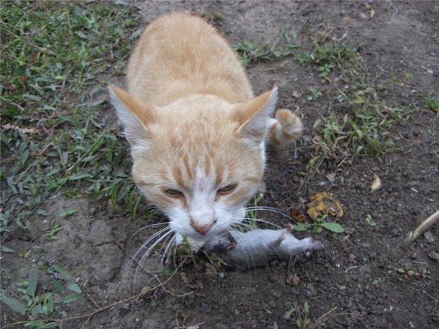 Первый котовторник октября