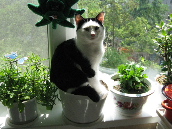 Котовторник (14.02.2012)