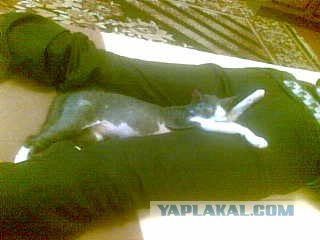 Котовторник! 13.03.2012