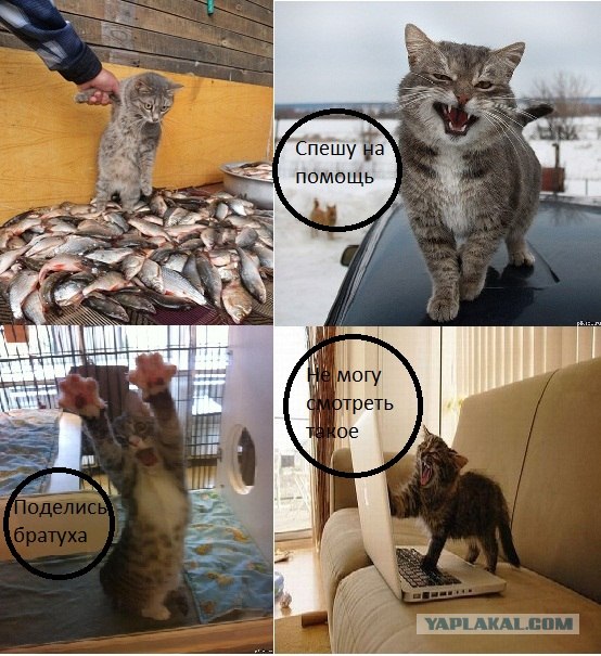 Котовторник 22.05.2012