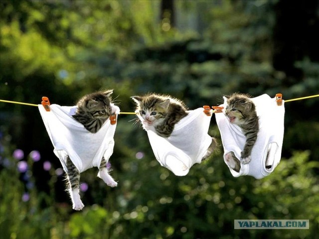 Котовторник  16.10.12