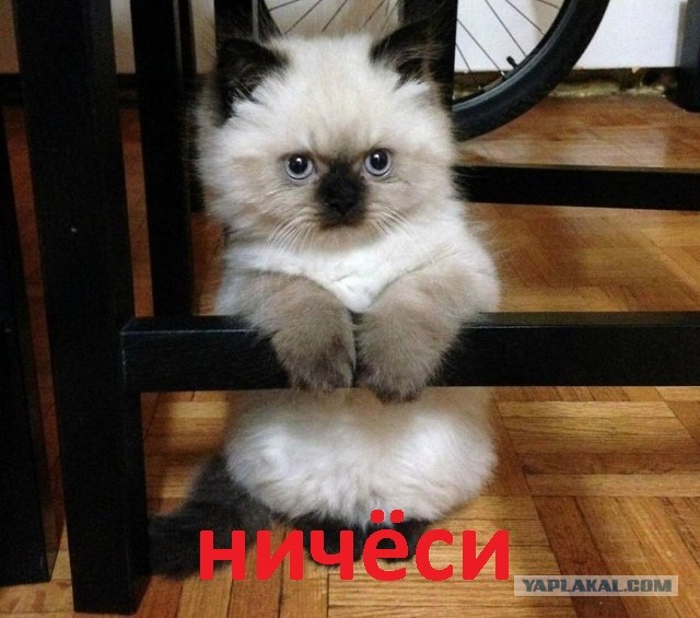 Кот, нам нужно серьезно поговорить
