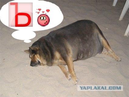 Фотожаба: О чем же думает собака?....