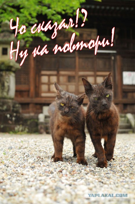 Котенок пьет молоко