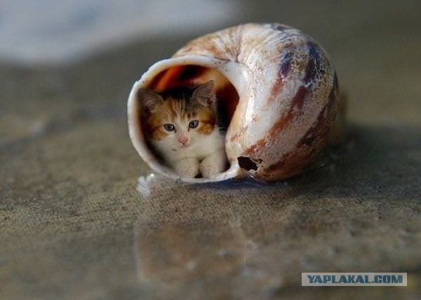Ушёл вместе с крышей!